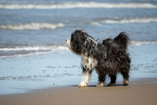 Top Essentials for Pet Safety at the Beach (That Every Fur Parent Should Know)